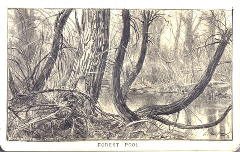 "Forest Pool"